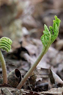 Emerging frond and sporophore